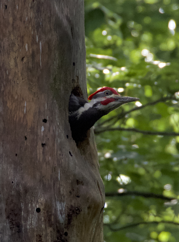 Pileated woodpecker